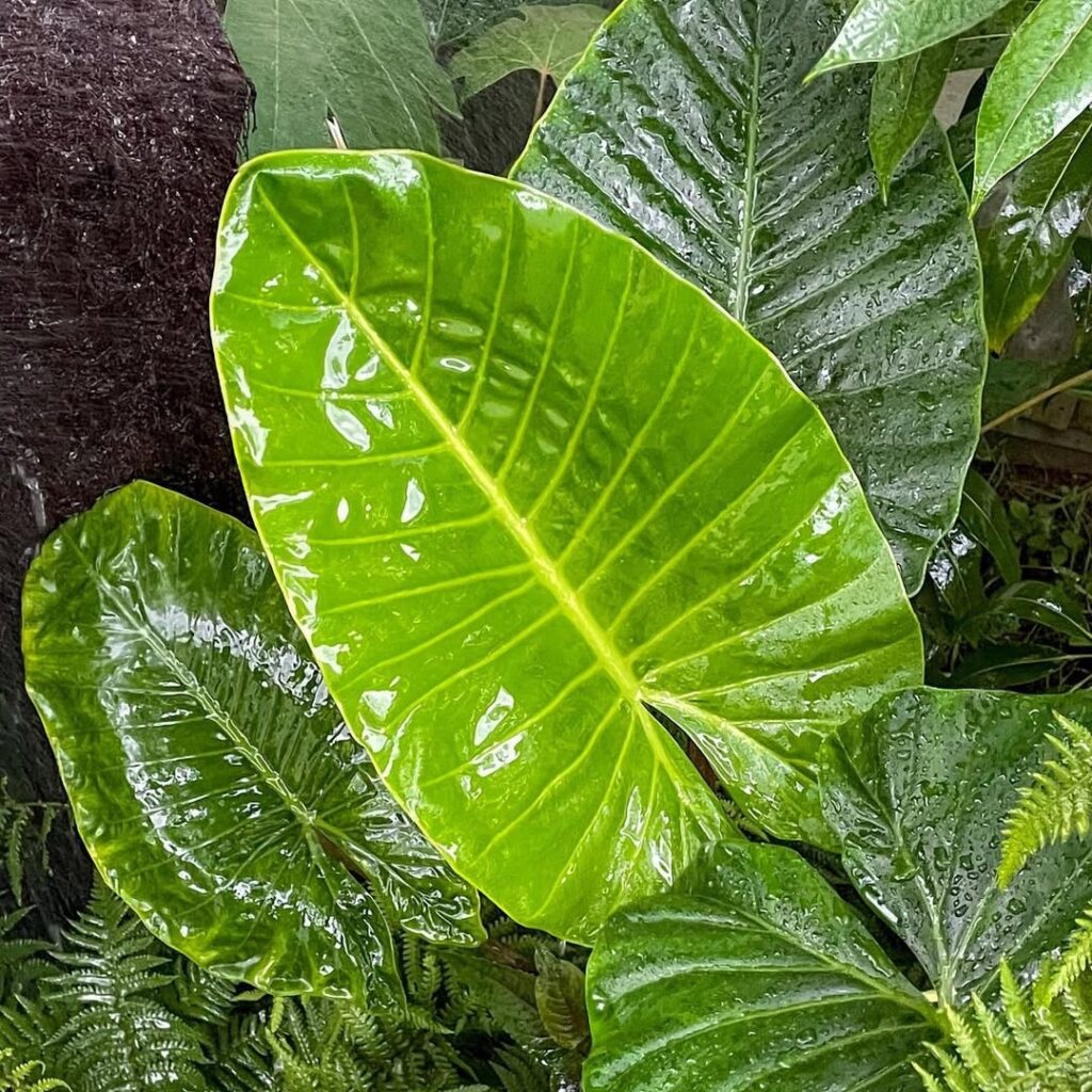 Alocasia brisbanensis