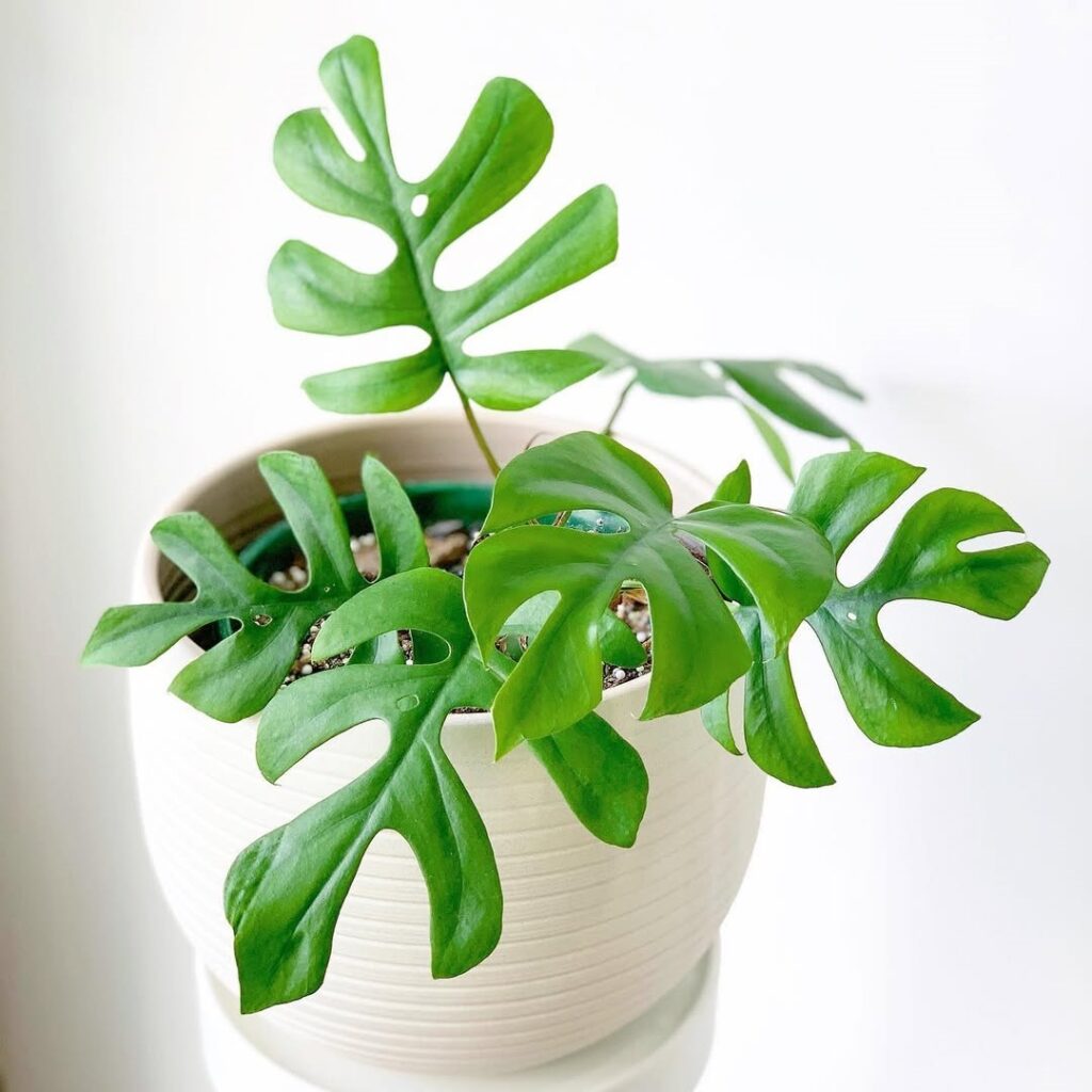 Monstera Ginny