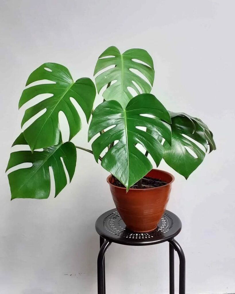 Monstera borsigiana