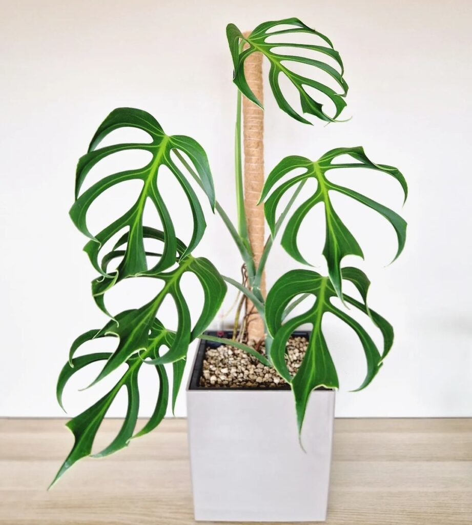 Monstera burle marx flame 1