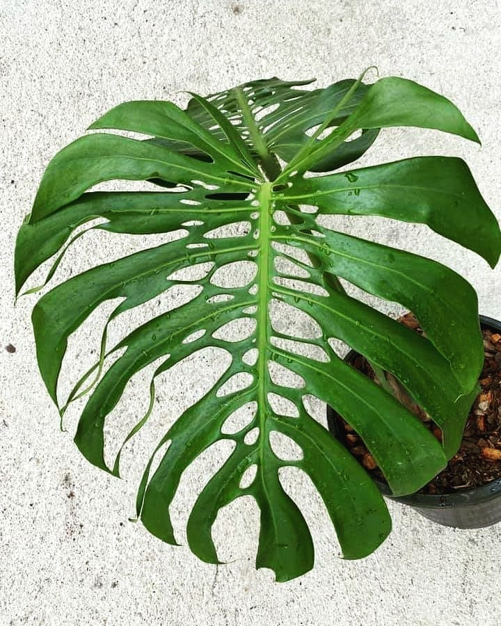 Monstera deliciosa Form 6