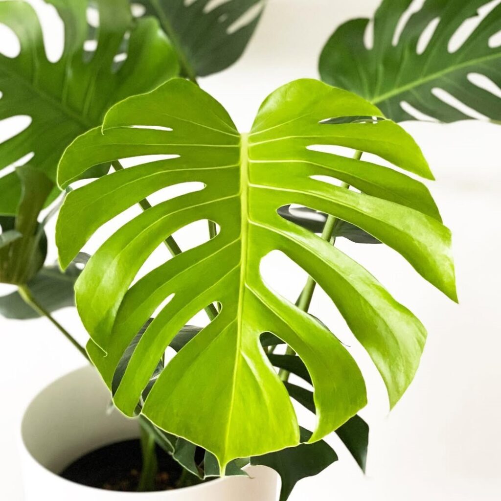 Monstera deliciosa Form 7