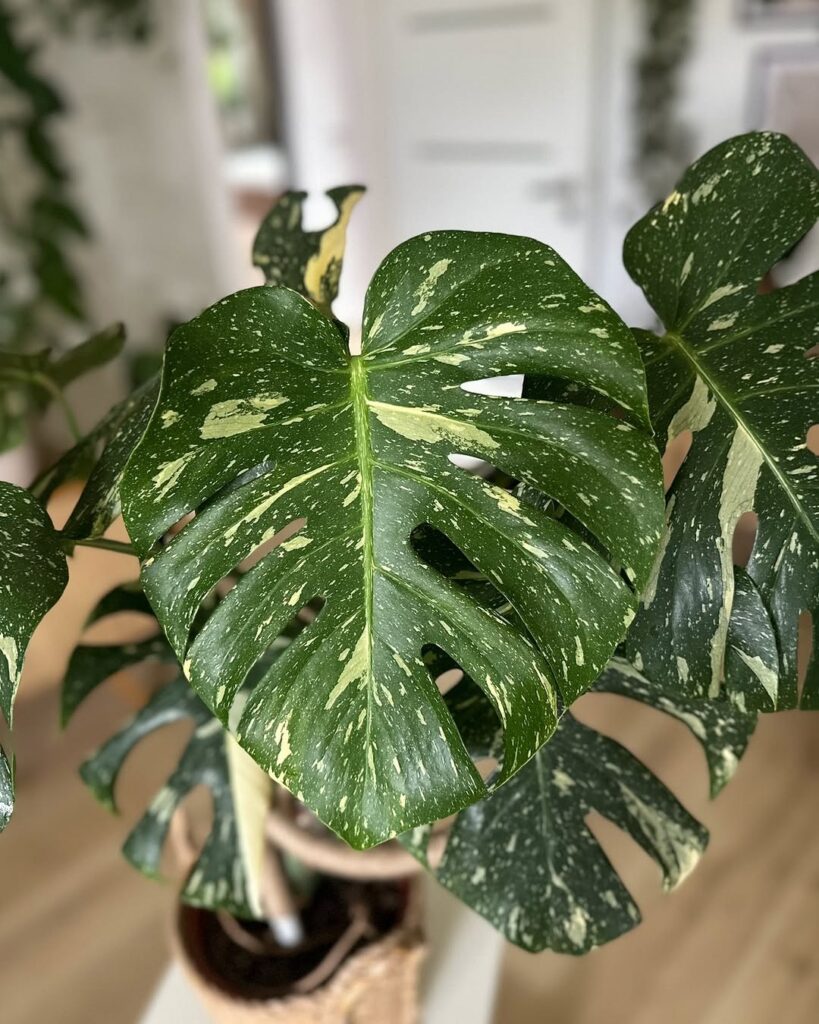 Monstera deliciosa Thai Constellation