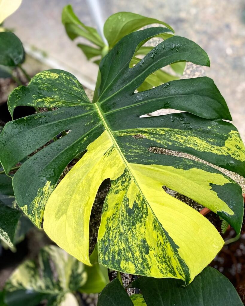 Monstera deliciosa Yellow Marilyn