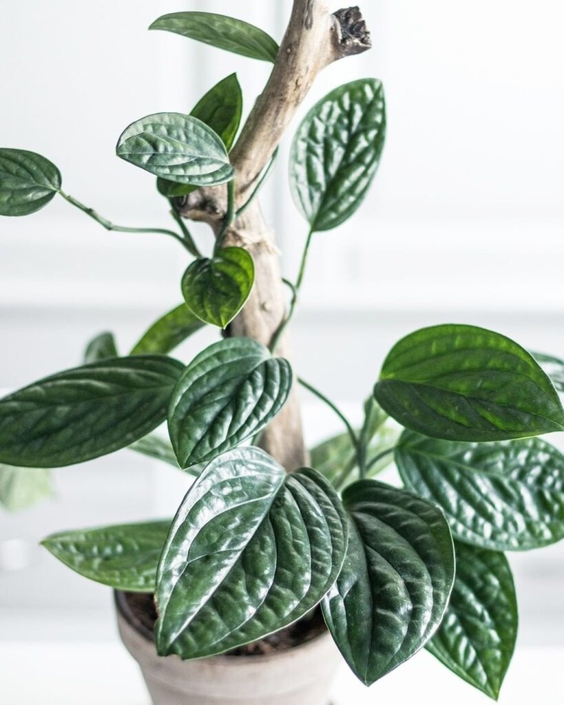 Monstera karstenianum