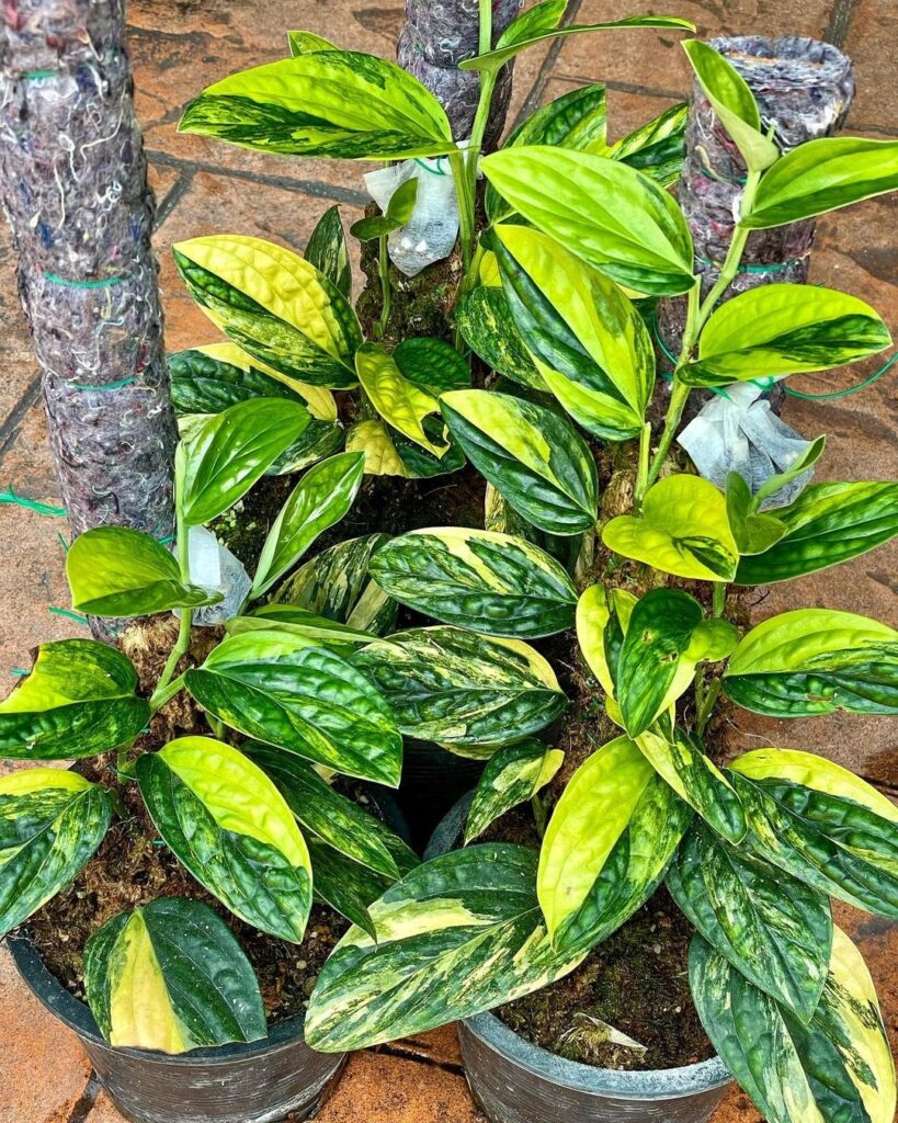 Monstera karstenianum variegata