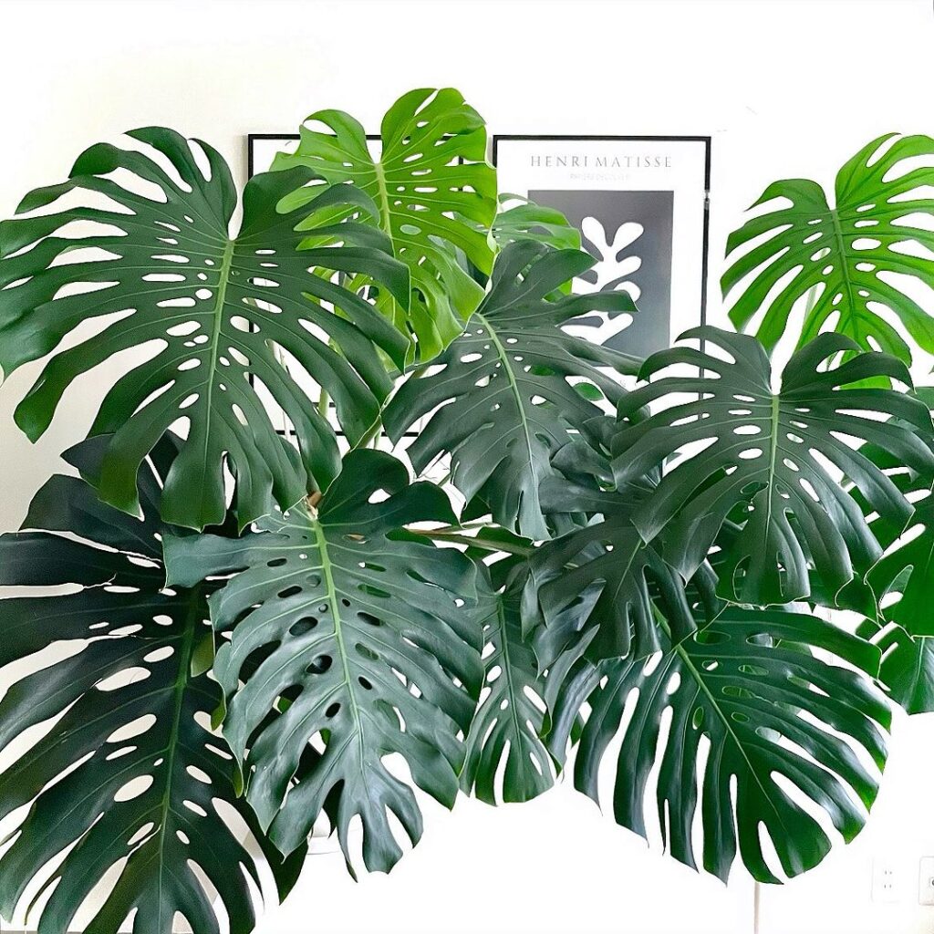monstera deliciosa