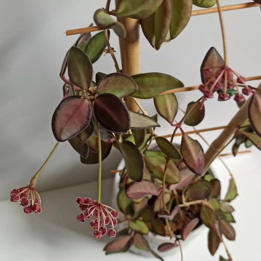 Hoya DS 70 Variegata