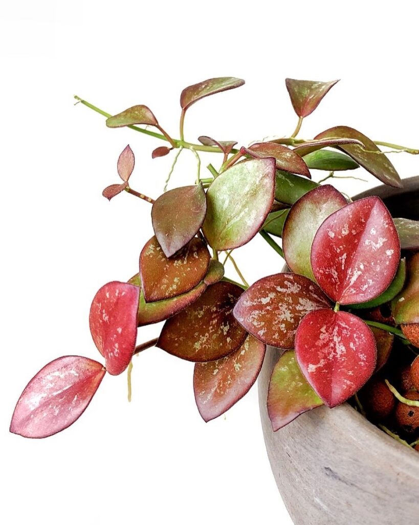 Hoya IR 26