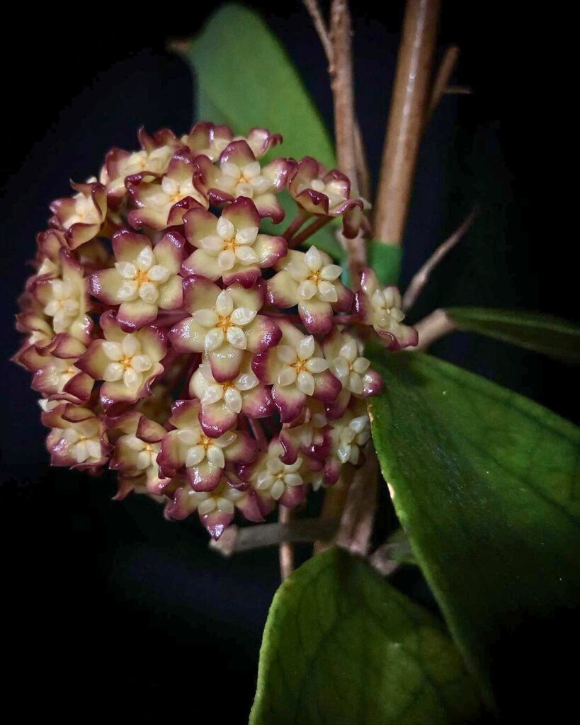 Hoya Jennifer