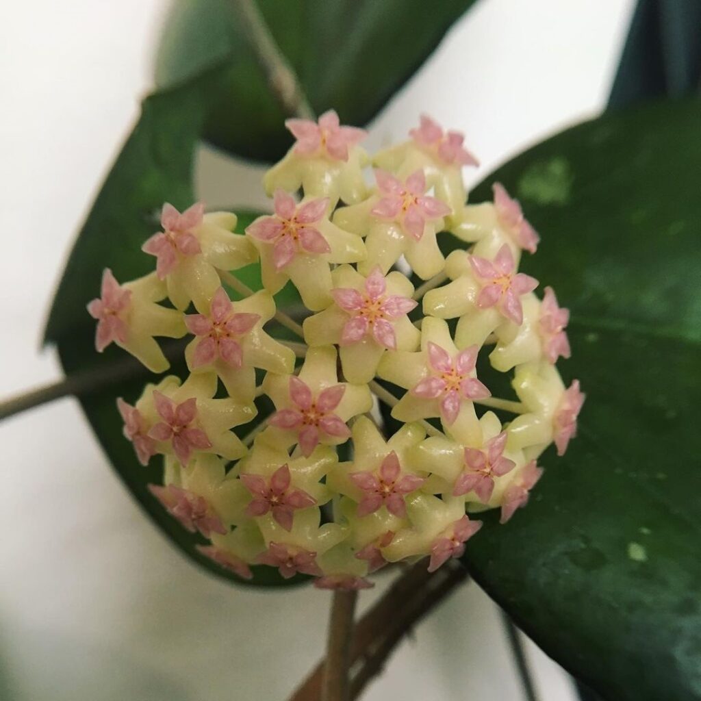 Hoya Joy