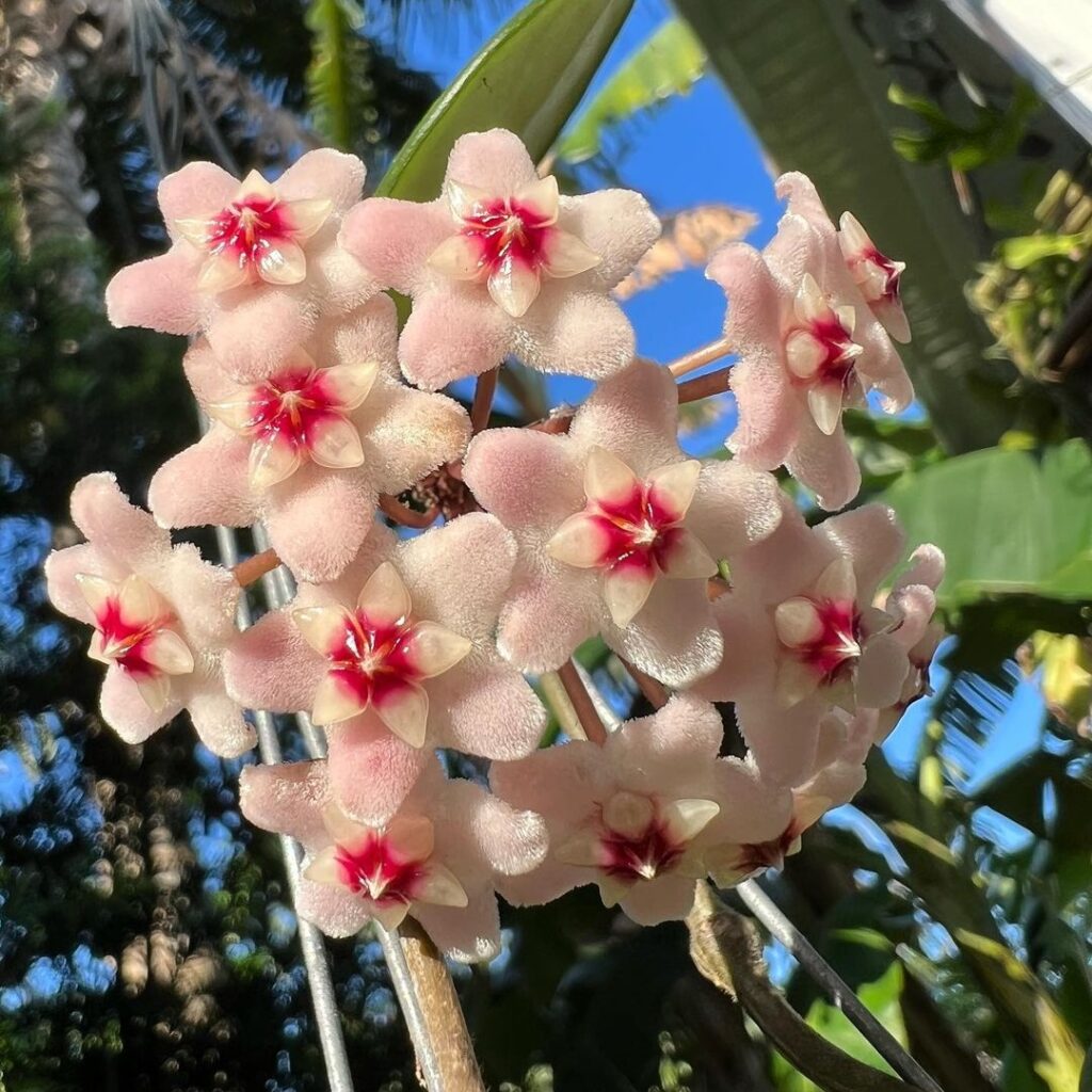 Hoya Krimson Princess