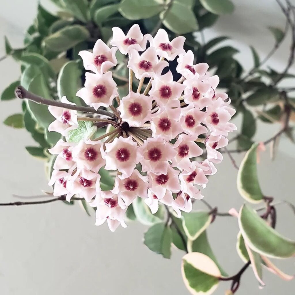 Hoya Krimson Queen