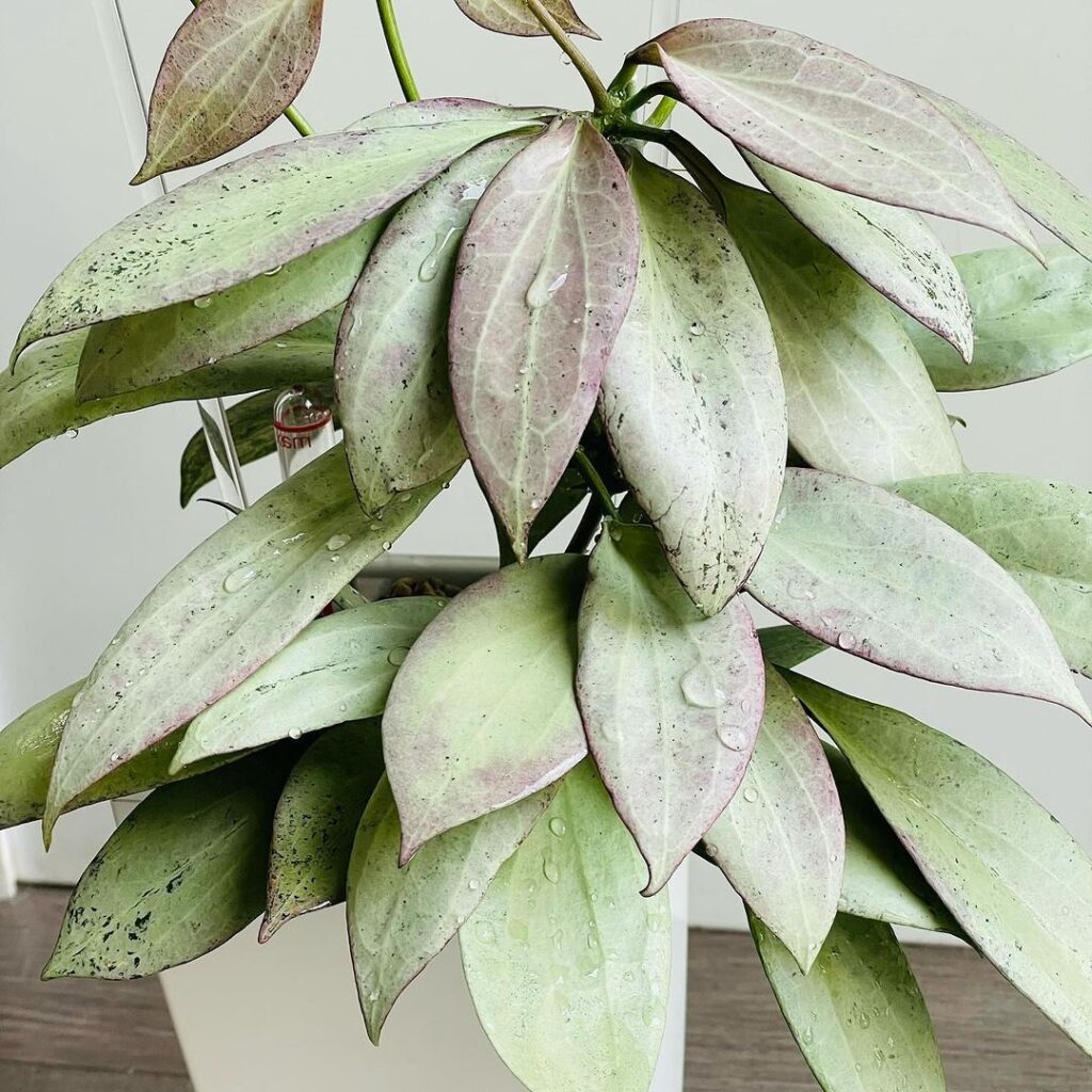 Hoya New Guinea Ghost
