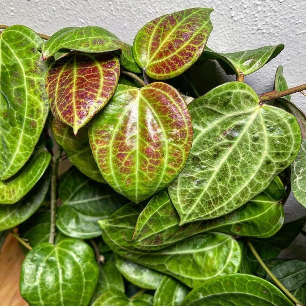 Hoya Sarawak