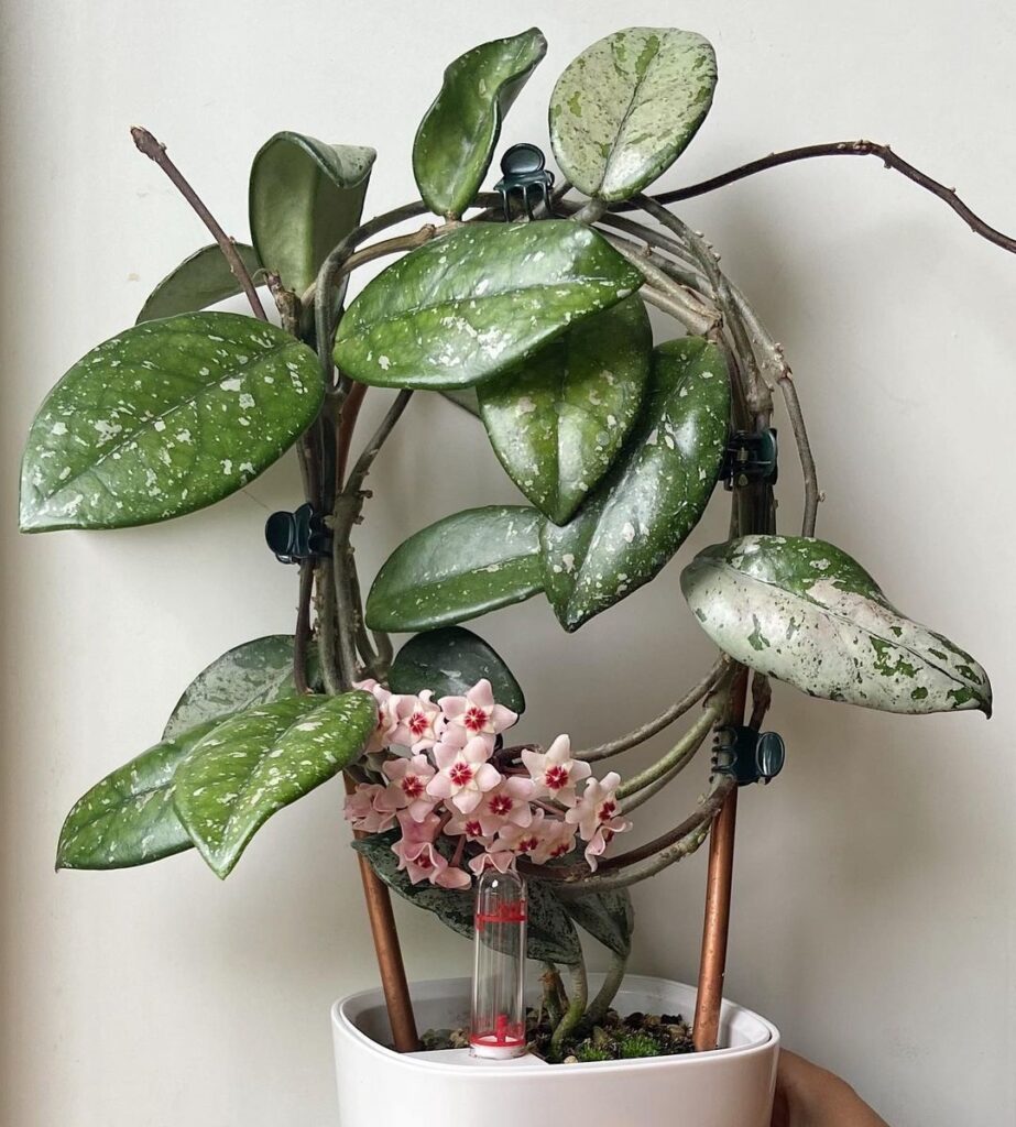 Hoya Wilbur Graves