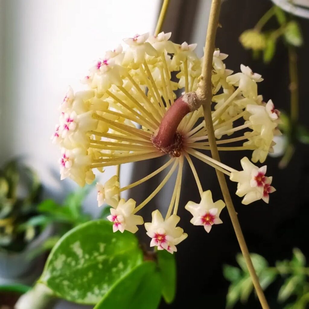 Hoya acuta 997
