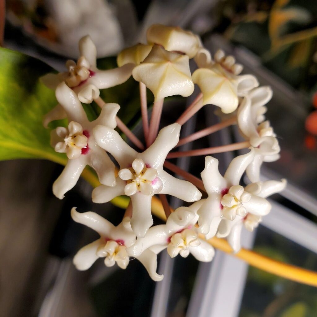 Hoya australis lisa