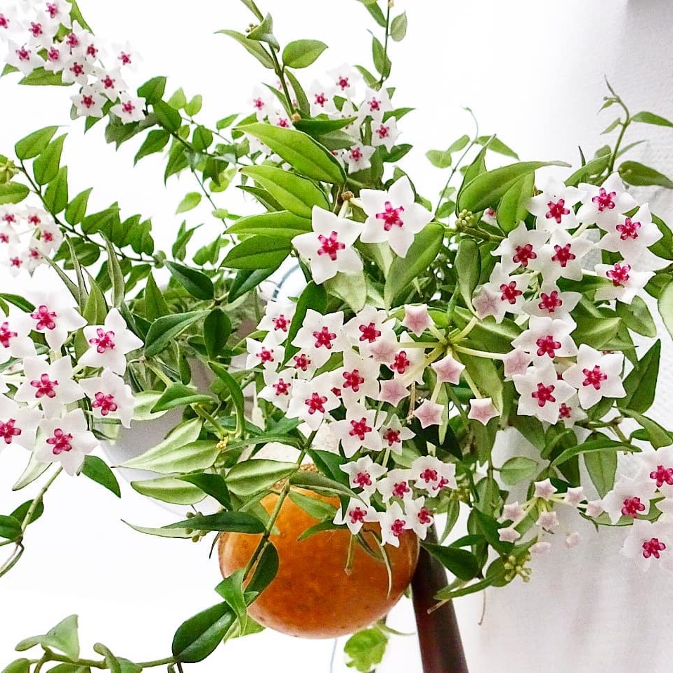 Hoya bella