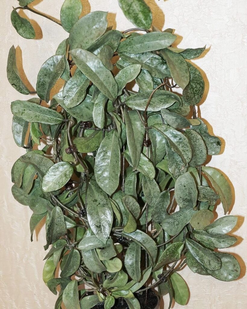 Hoya carnosa Grey Ghost