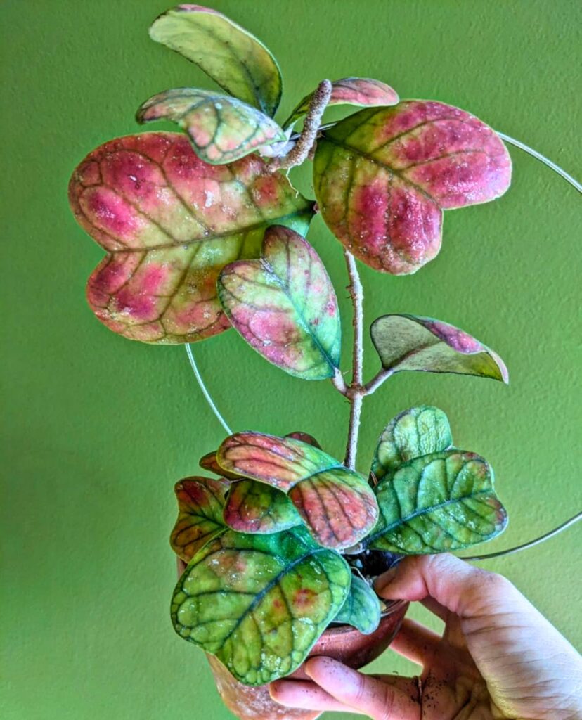 Hoya deykeae
