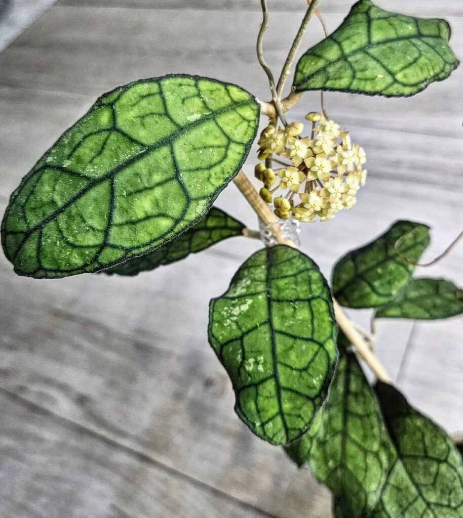 Hoya finlaysonii EPC 318