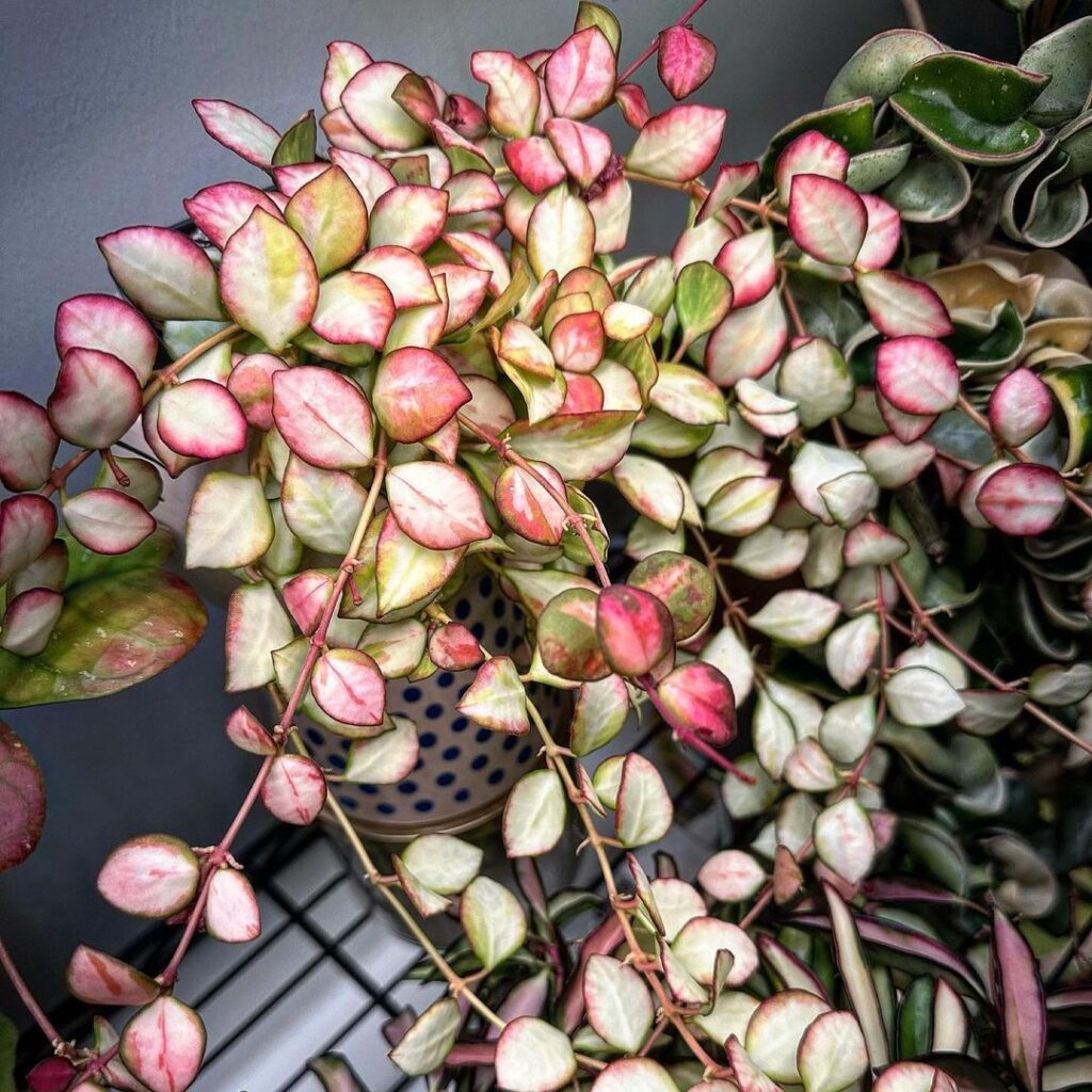Hoya heuschkeliana Variegata