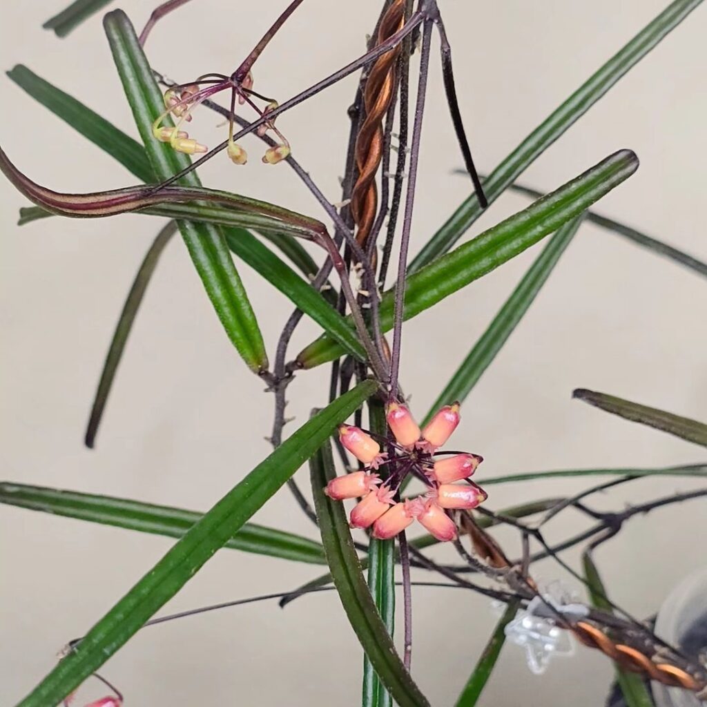 Hoya insularis