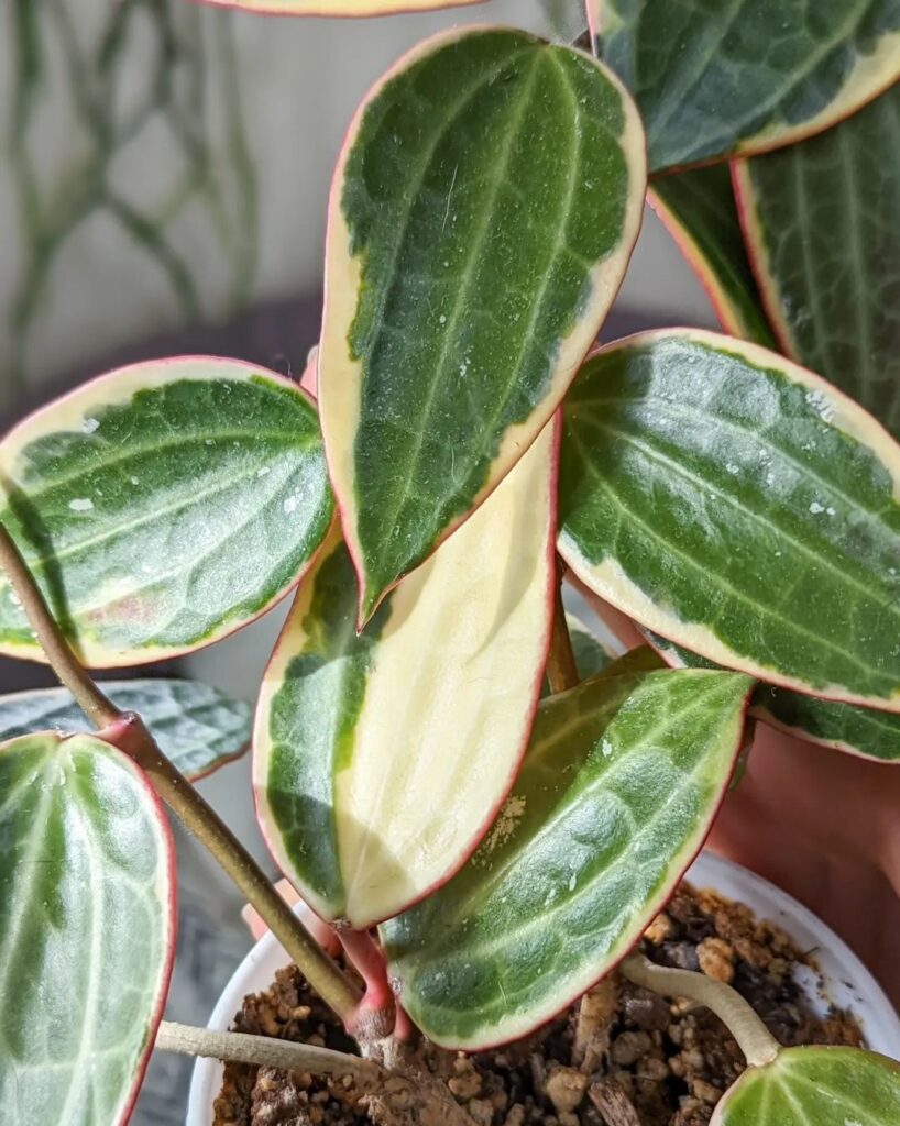 Hoya macrophylla Variegata