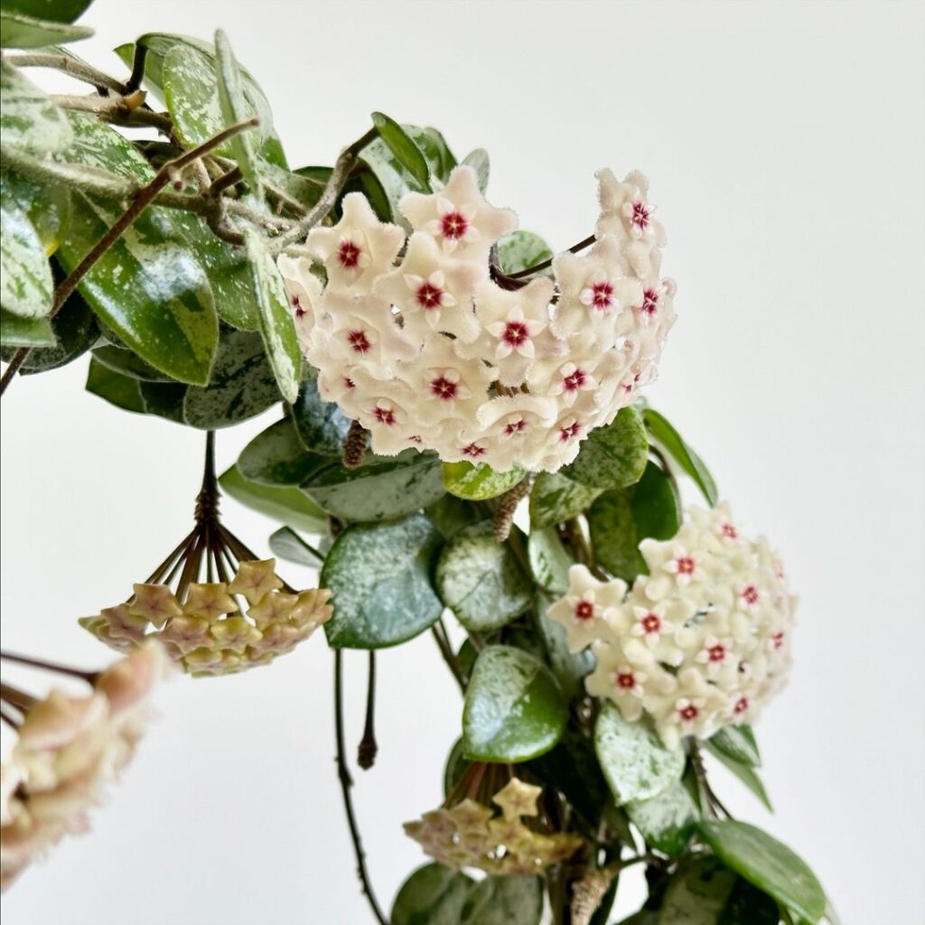 Hoya mathilde Splash