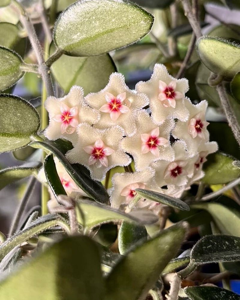Hoya mathilde