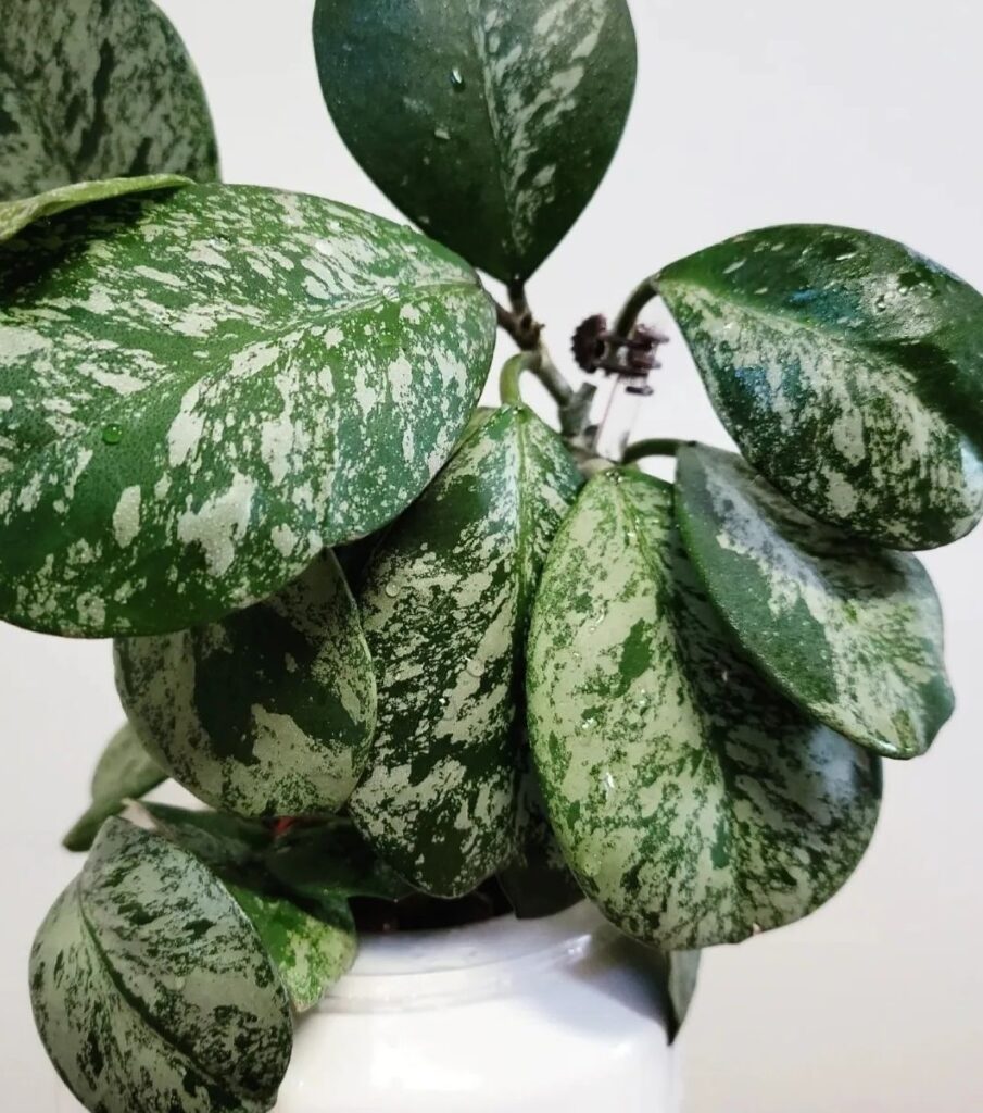 Hoya obovata Splash