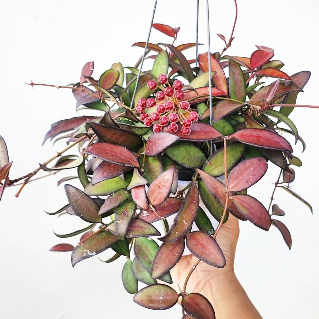 Hoya rosita