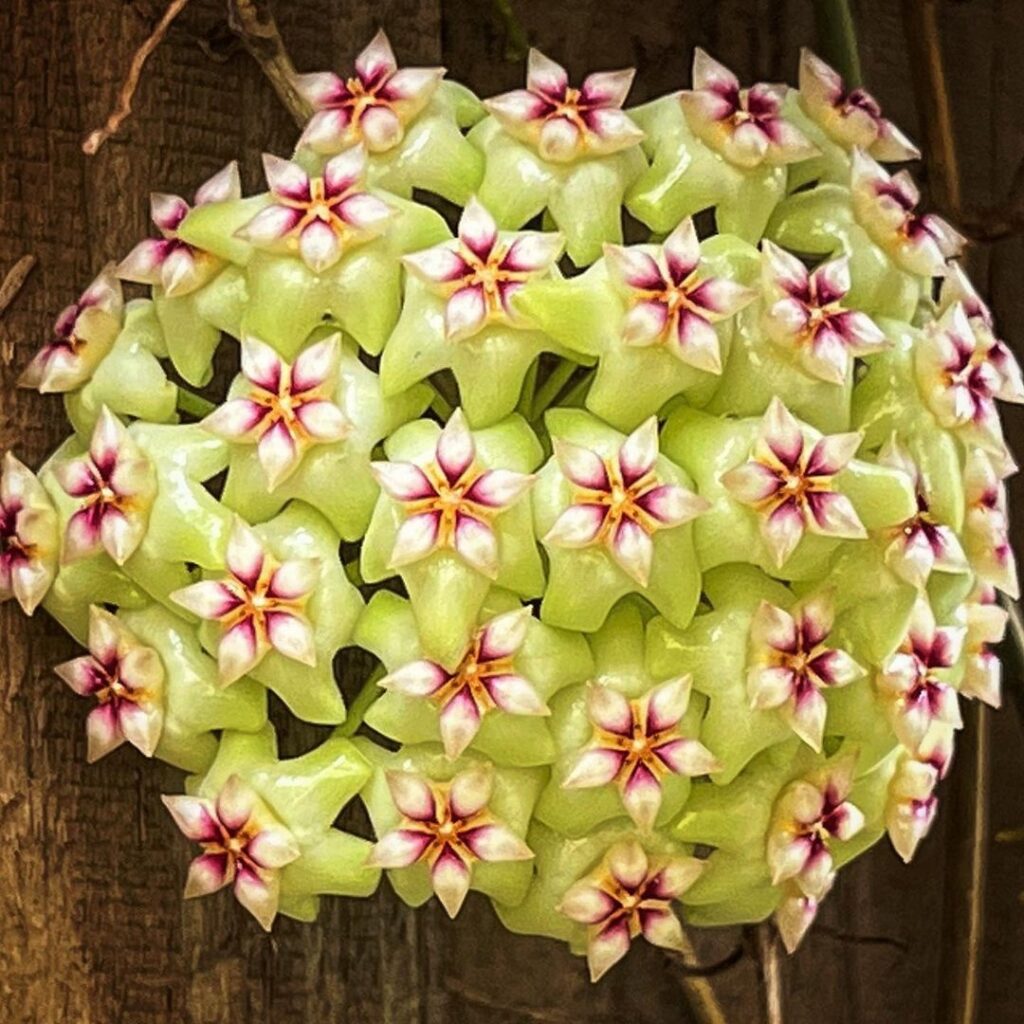 Hoya sp UT 033