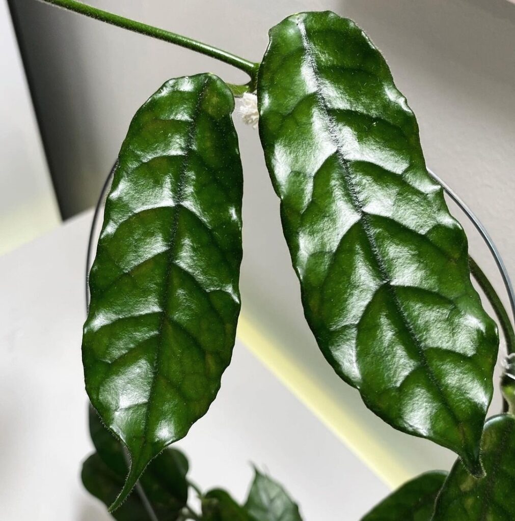 Hoya villosa