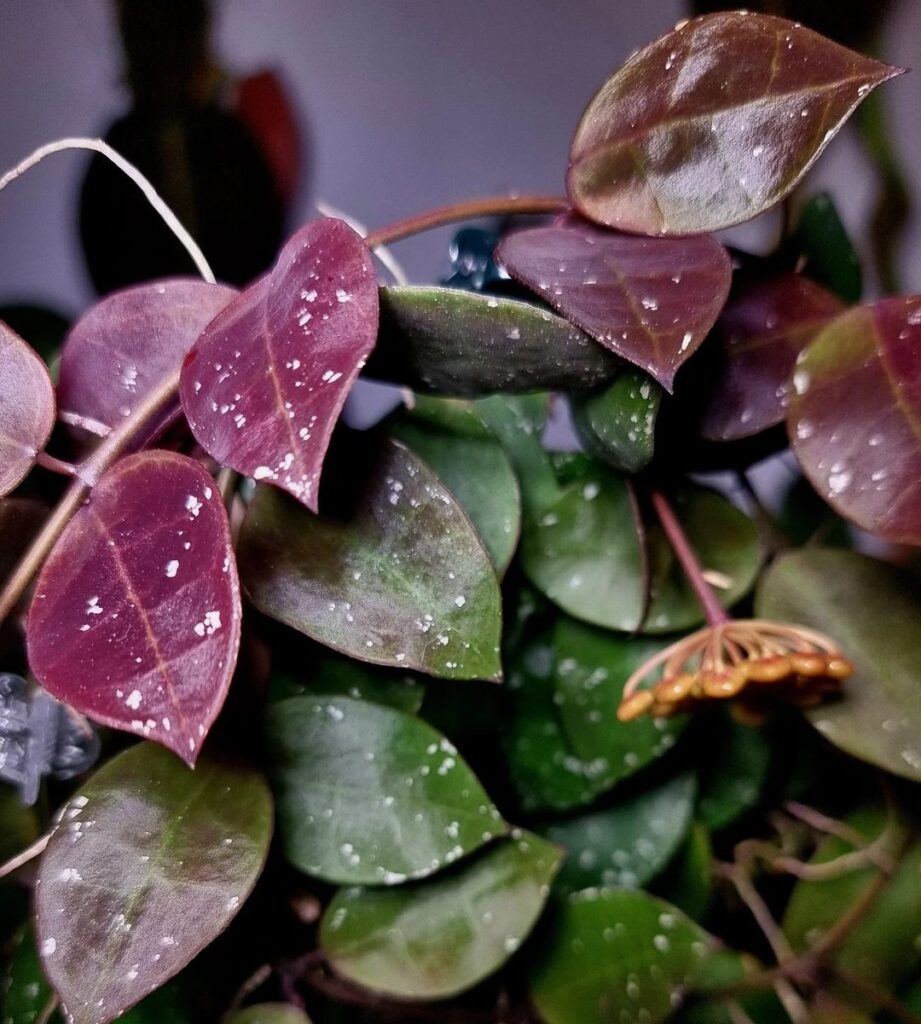 Hoya walliniana UT 152