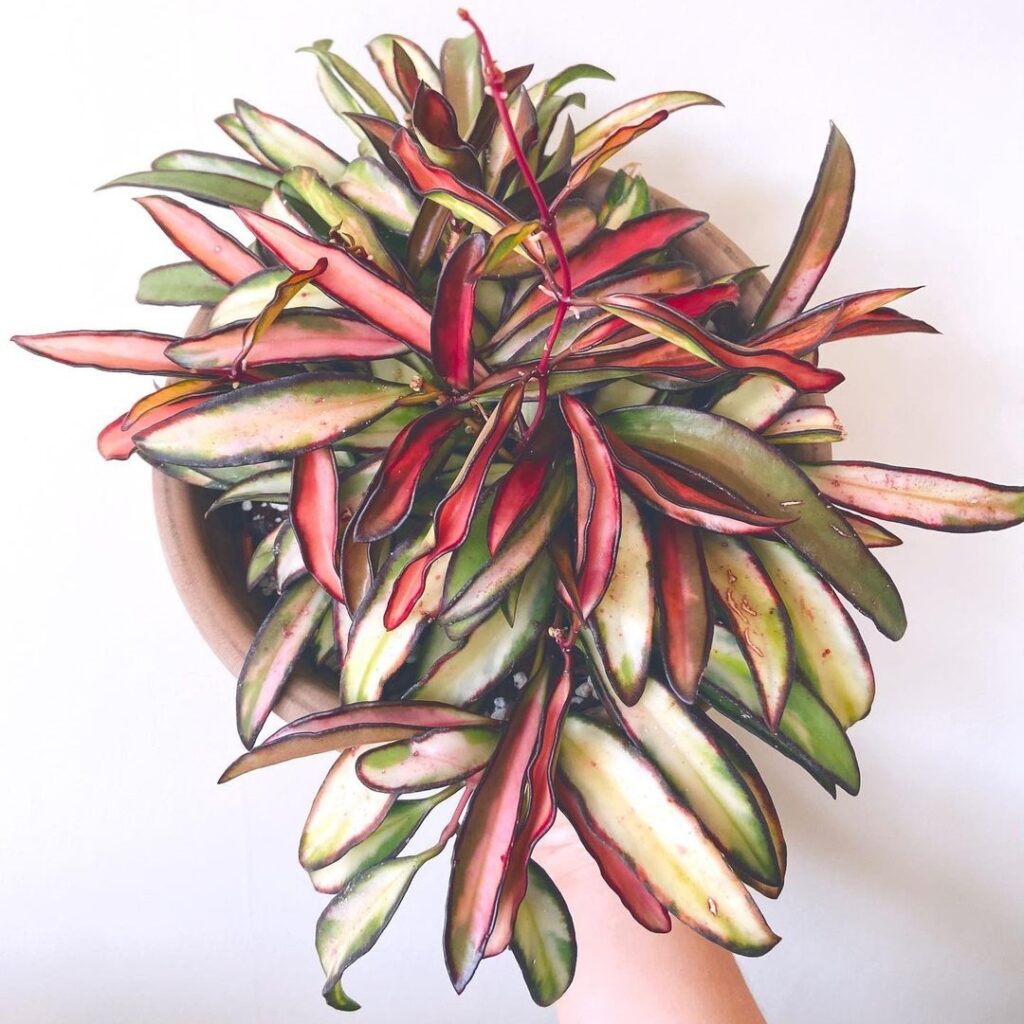 Hoya wayetii Variegata