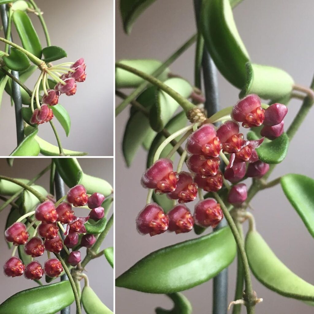 Hoya zambales