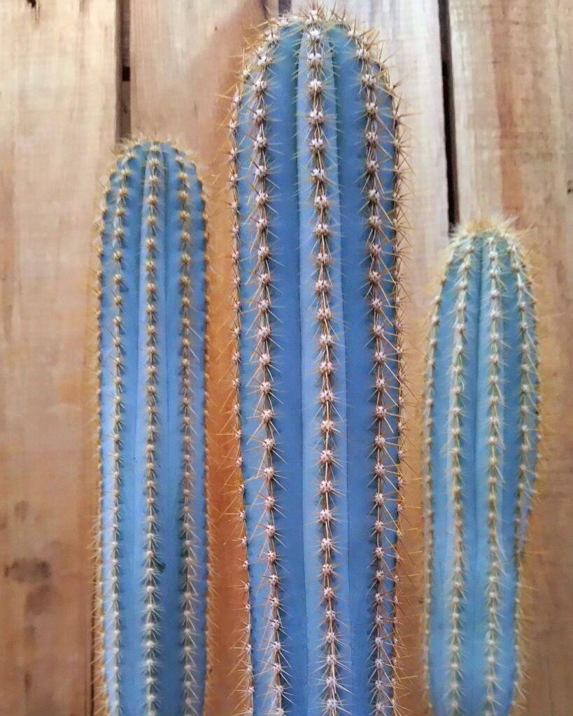 1000022296