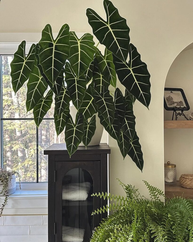 Alocasia