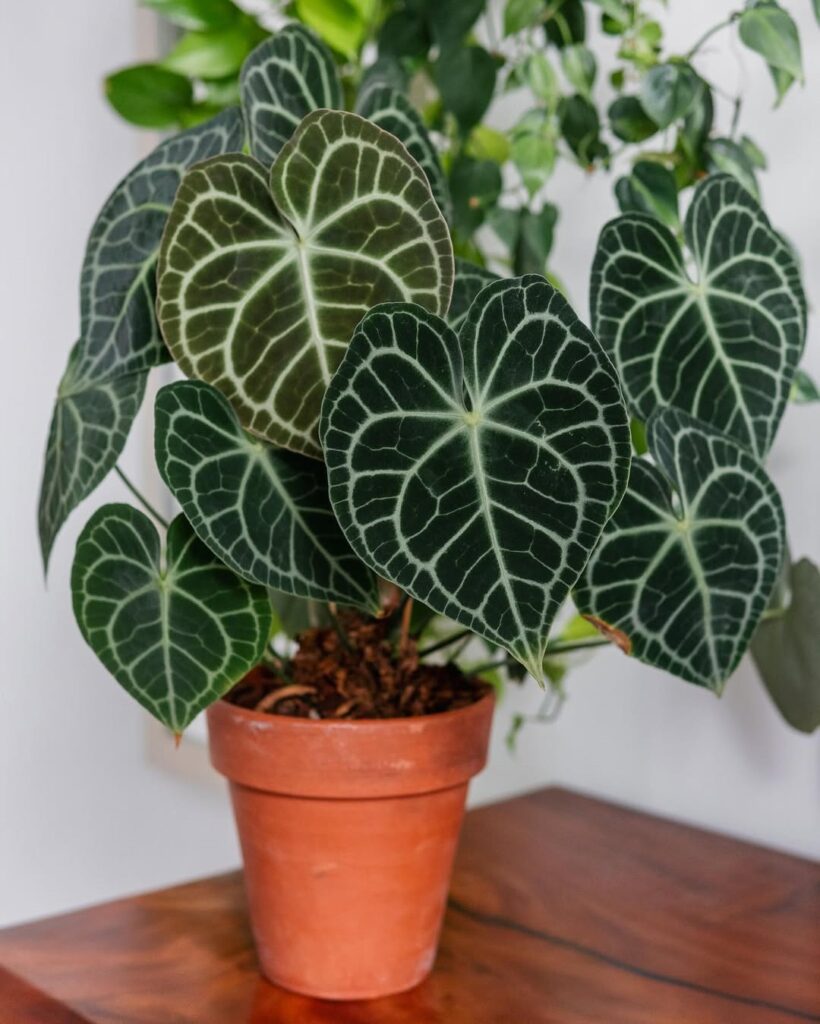 Anthurium