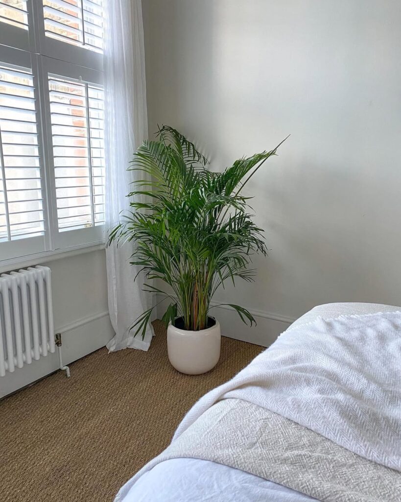 Areca Palm
