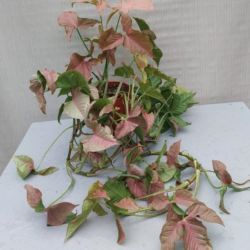 Arrowhead Vine