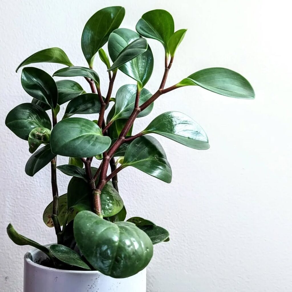 Baby Rubber Plant