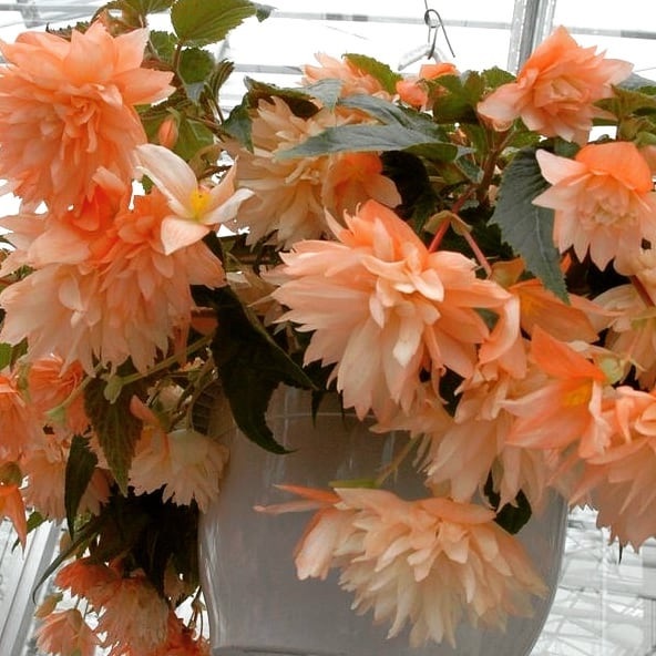 Begonia Belleconia