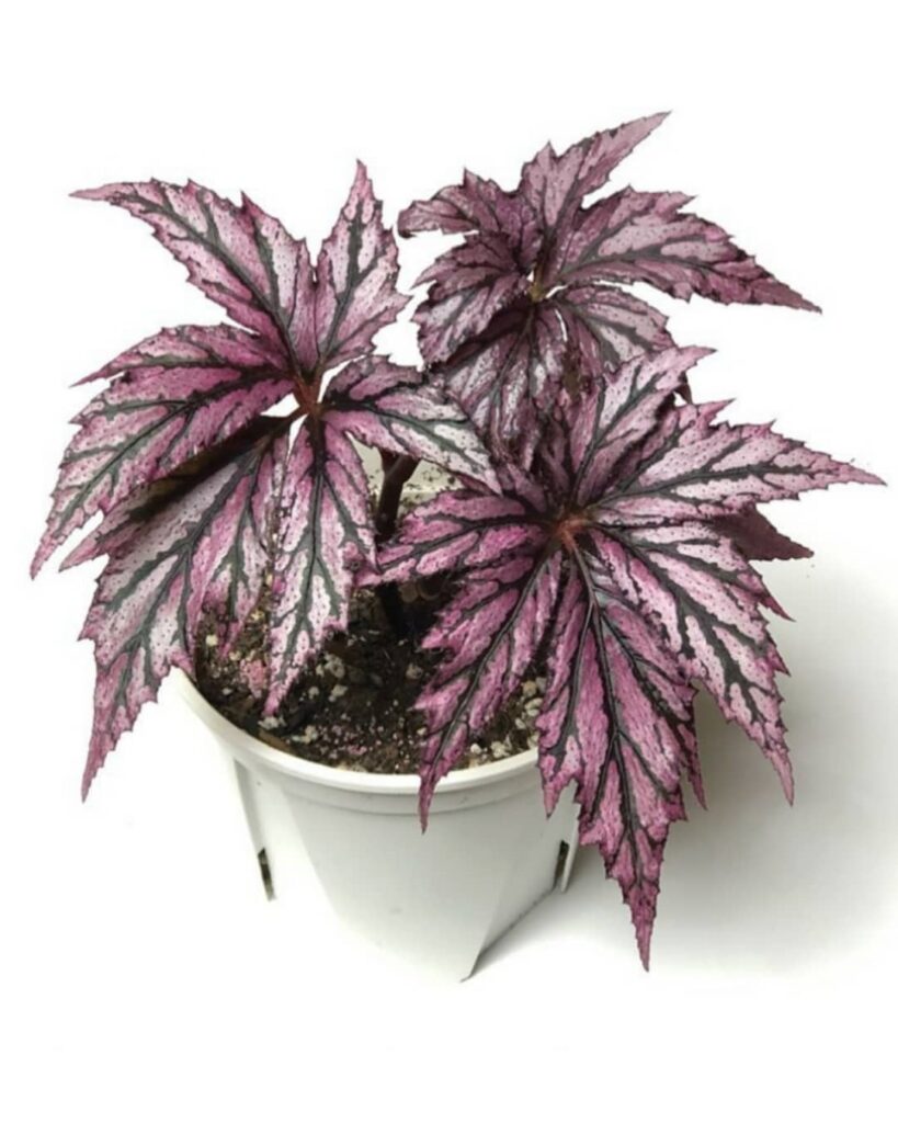 Begonia Benitochiba