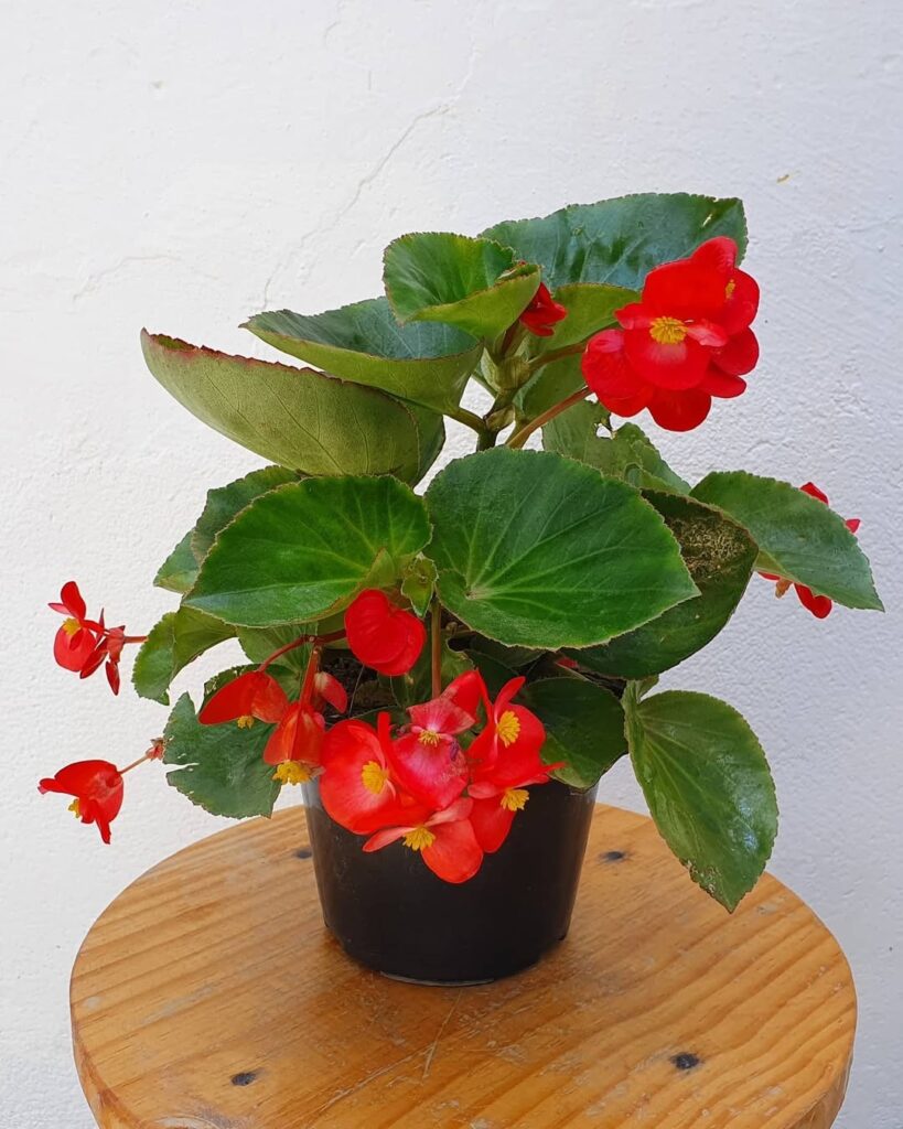 Begonia Big