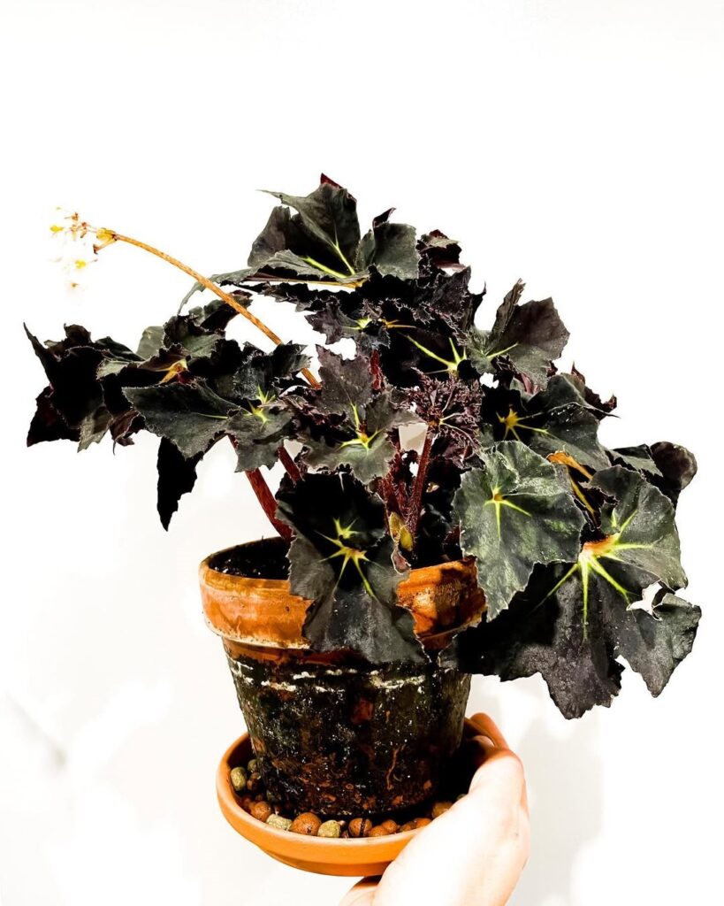 Begonia Black Fang