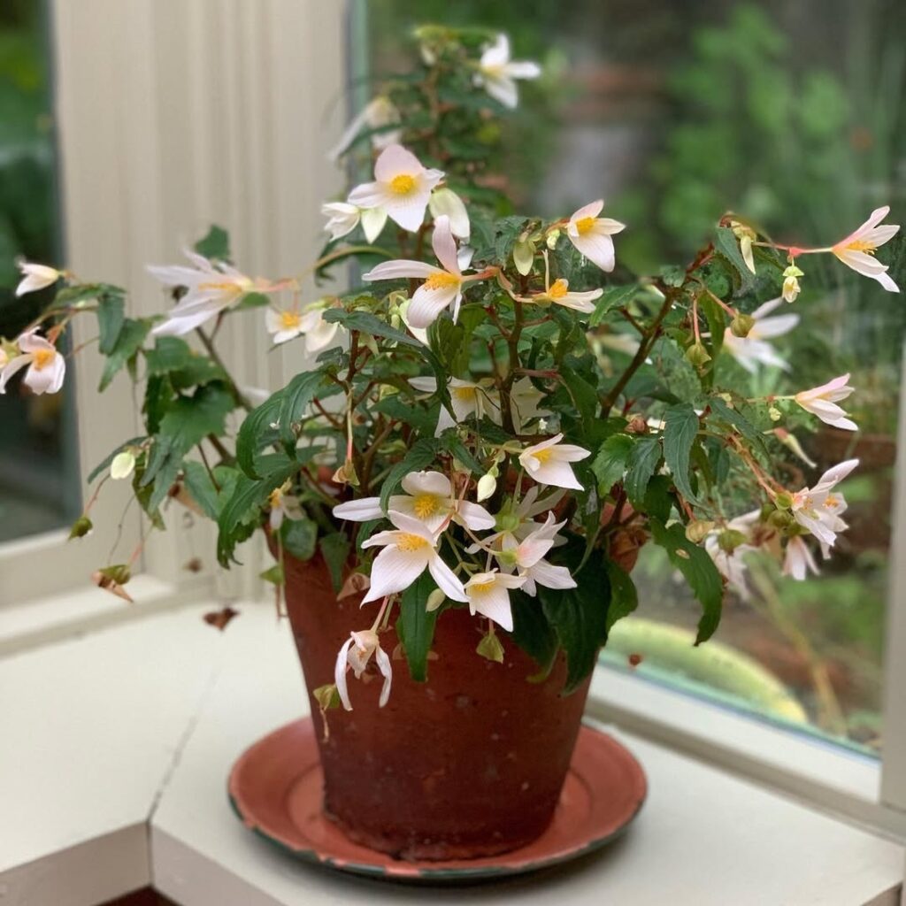 Begonia Boliviensis