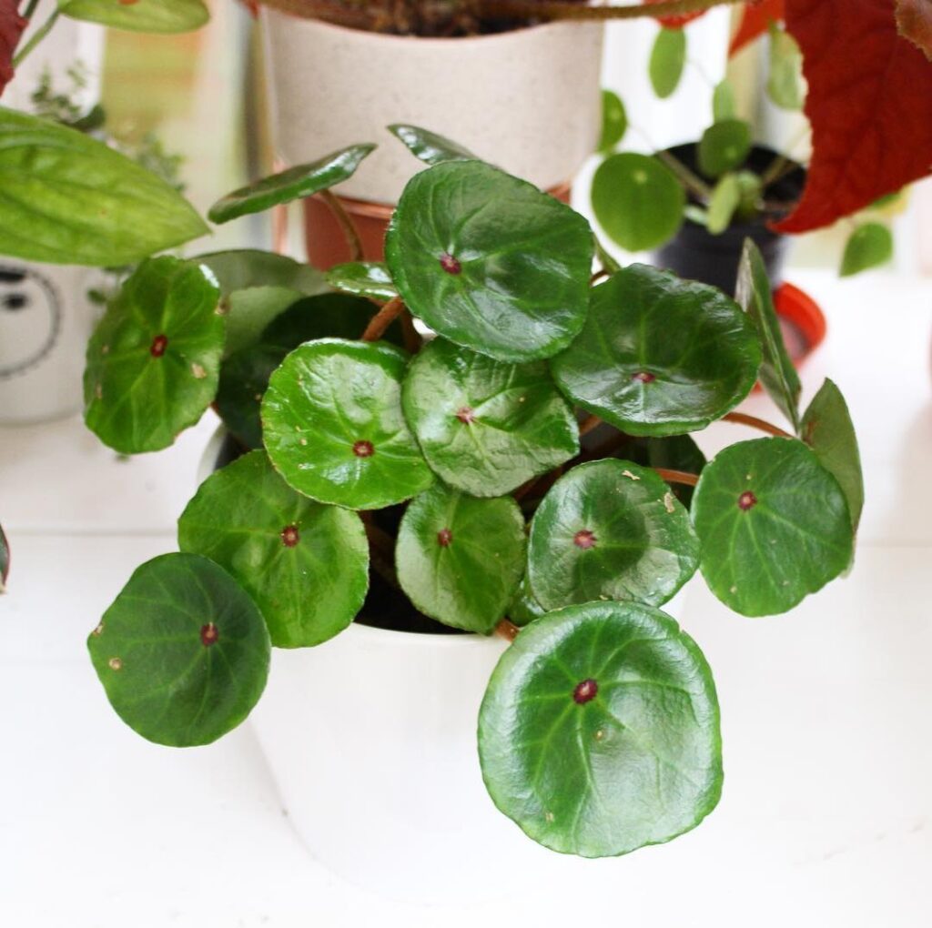 Begonia Conchifolia